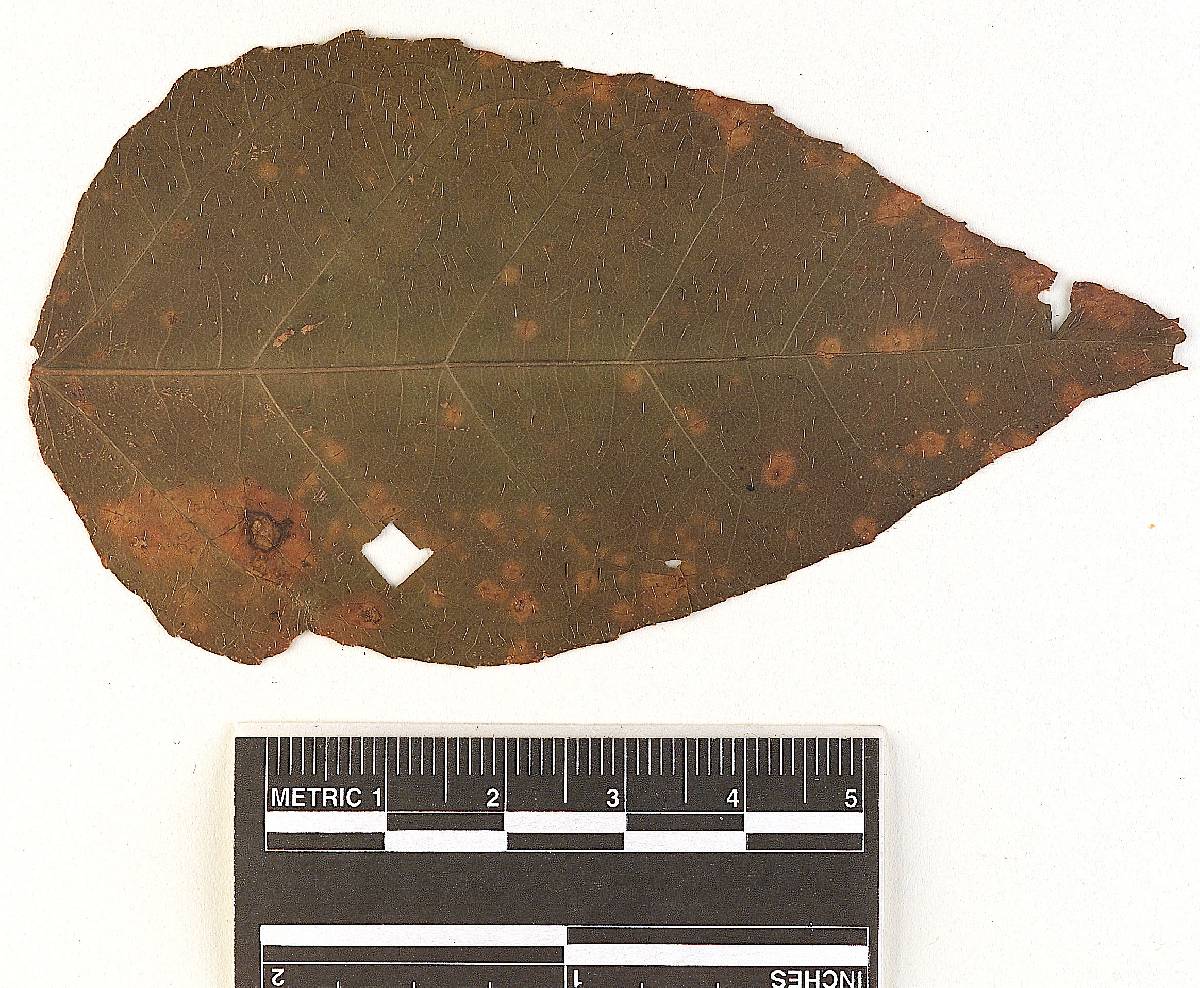 Arthuria catenulata image