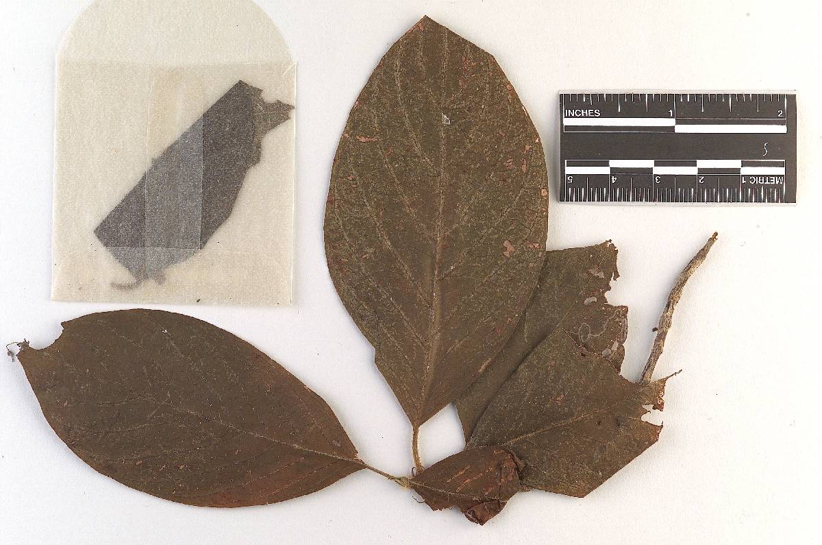 Cerotelium concinnum image