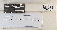 Cerotelium minutum image