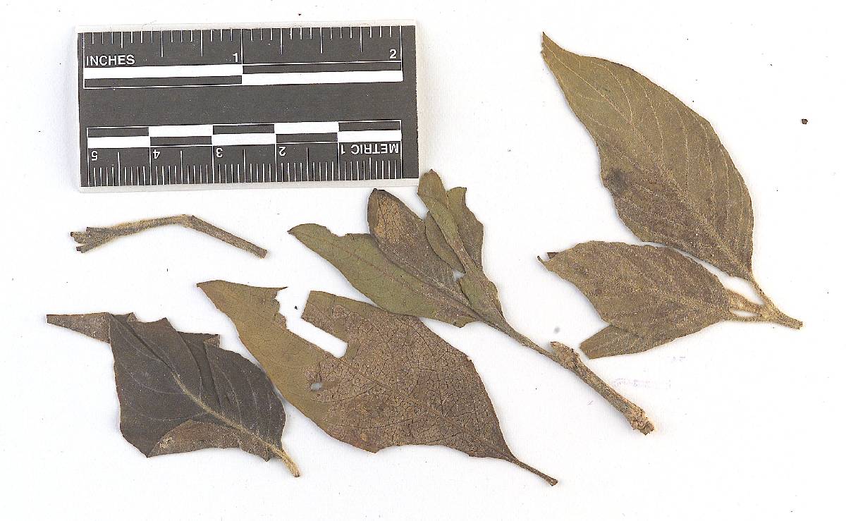 Chrysocelis butleri image