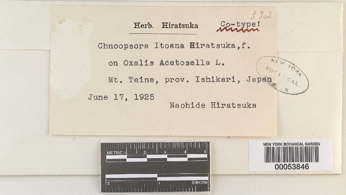 Chnoopsora itoana image