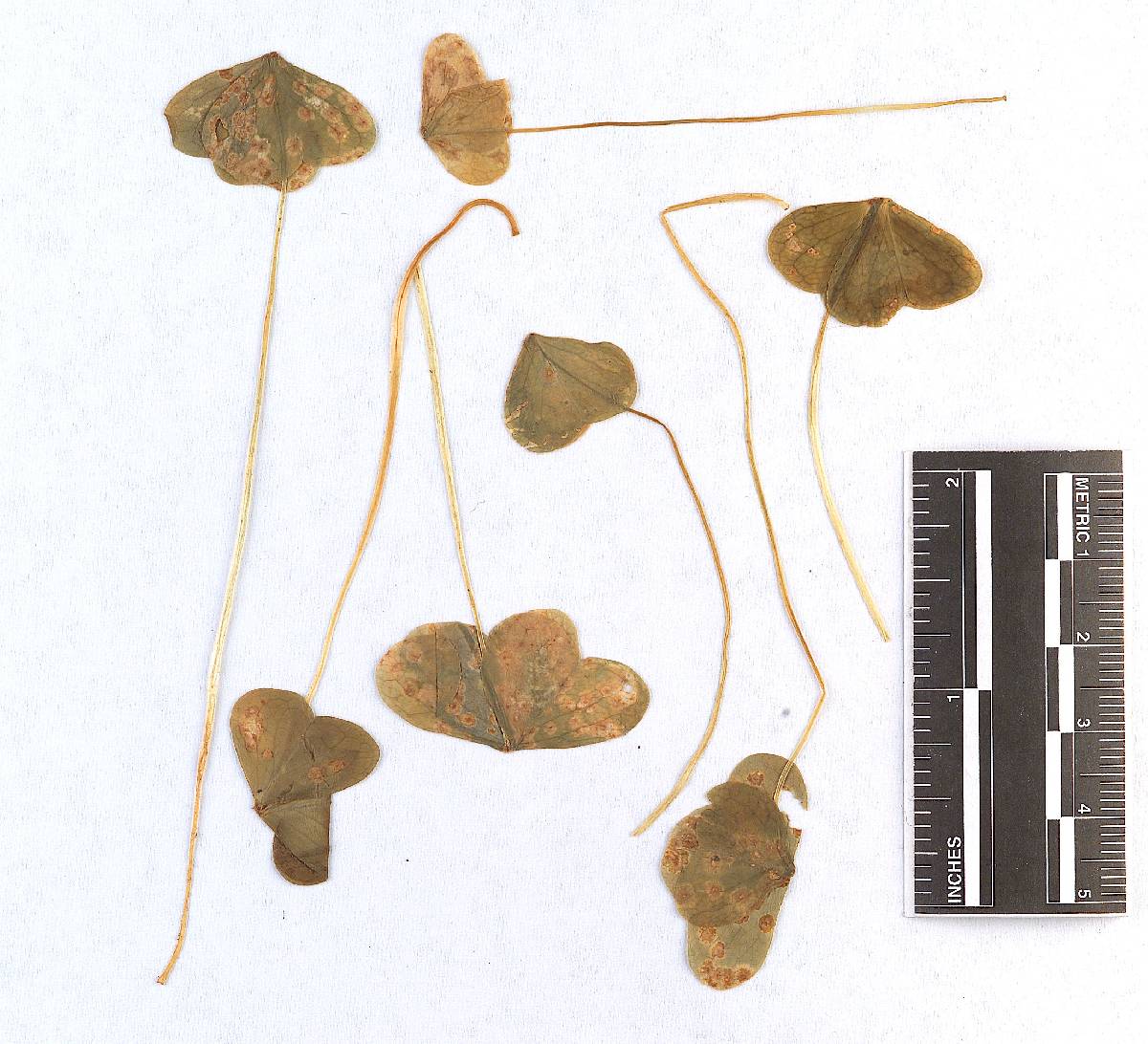 Chnoopsora itoana image