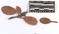 Chrysomyxa alpina image