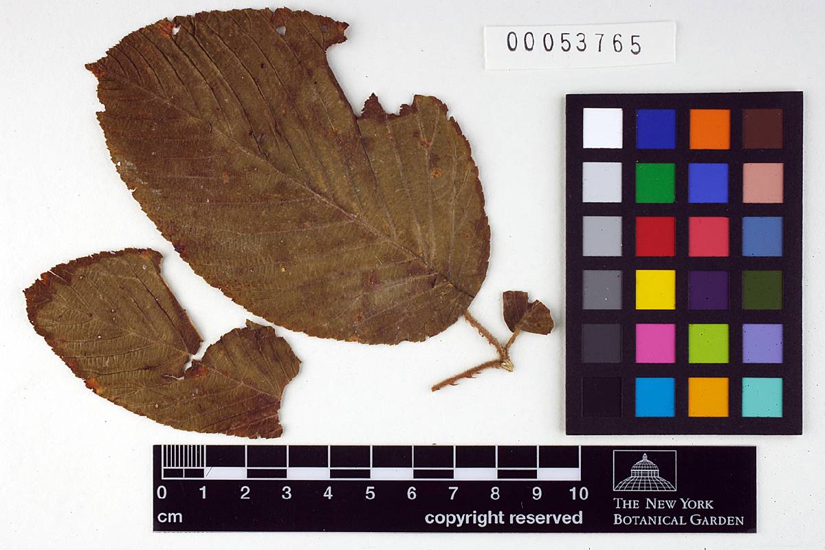 Mainsia tenella image