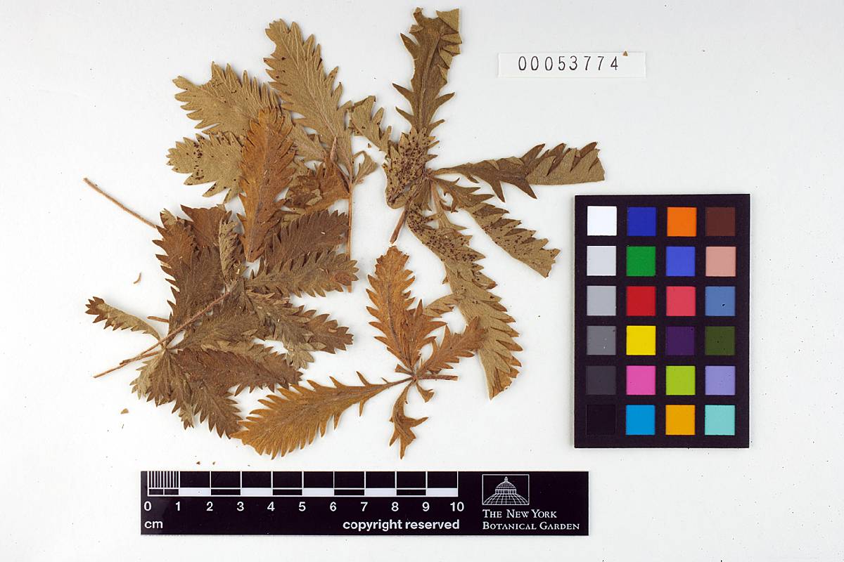 Phragmidium affine image