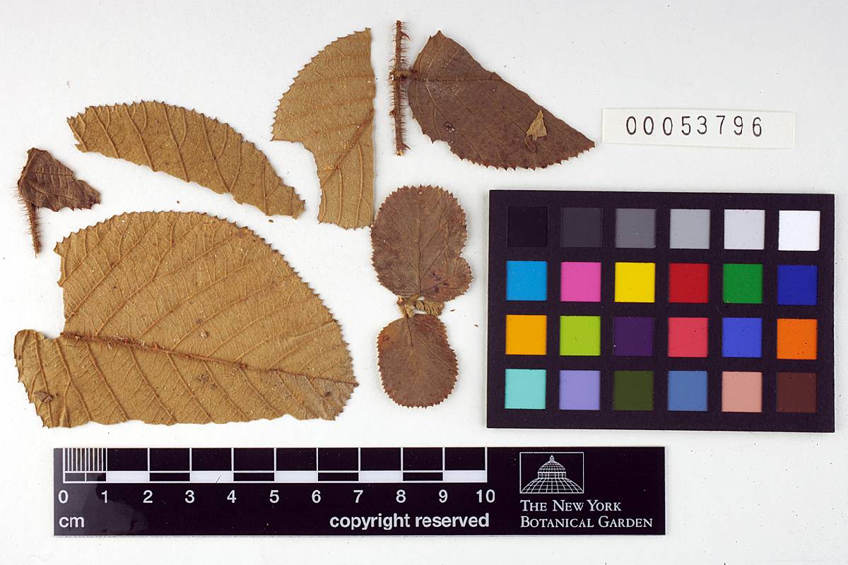 Phragmidium orientale image
