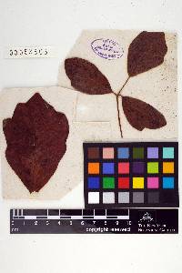 Pileolaria brevipes image