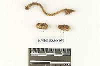 Austroboletus trinitatensis image