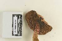 Boletus smithii image