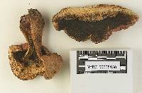 Boletus haematinus image