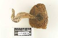 Boletus fibrillosus image