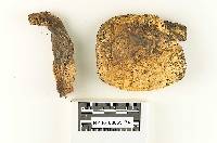 Boletus orovillus image