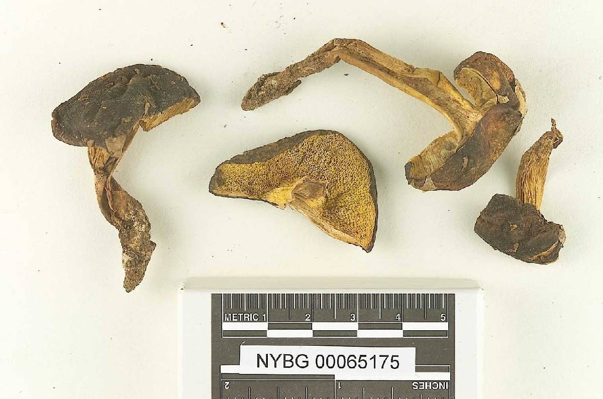 Boletus citriniporus image