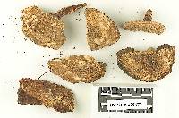 Boletus dryophilus image