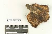 Suillus lakei image