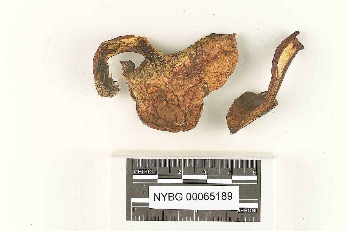 Boletus pyrrhosceles image