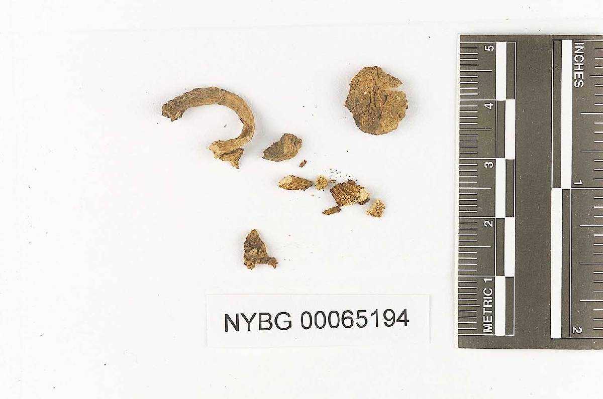 Boletus brasiliensis image