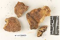 Gloeoporus dichrous image