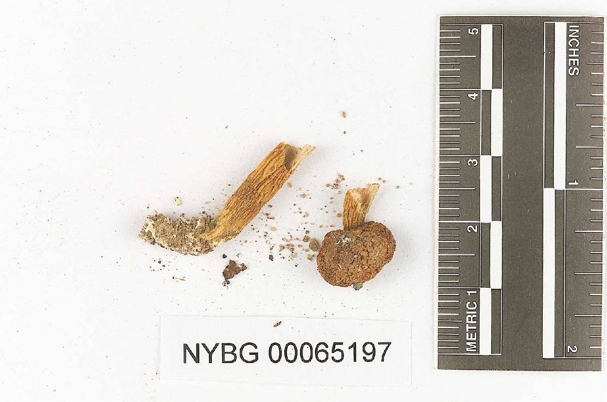 Boletus fistulosus image