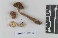 Boletus rubropunctus image