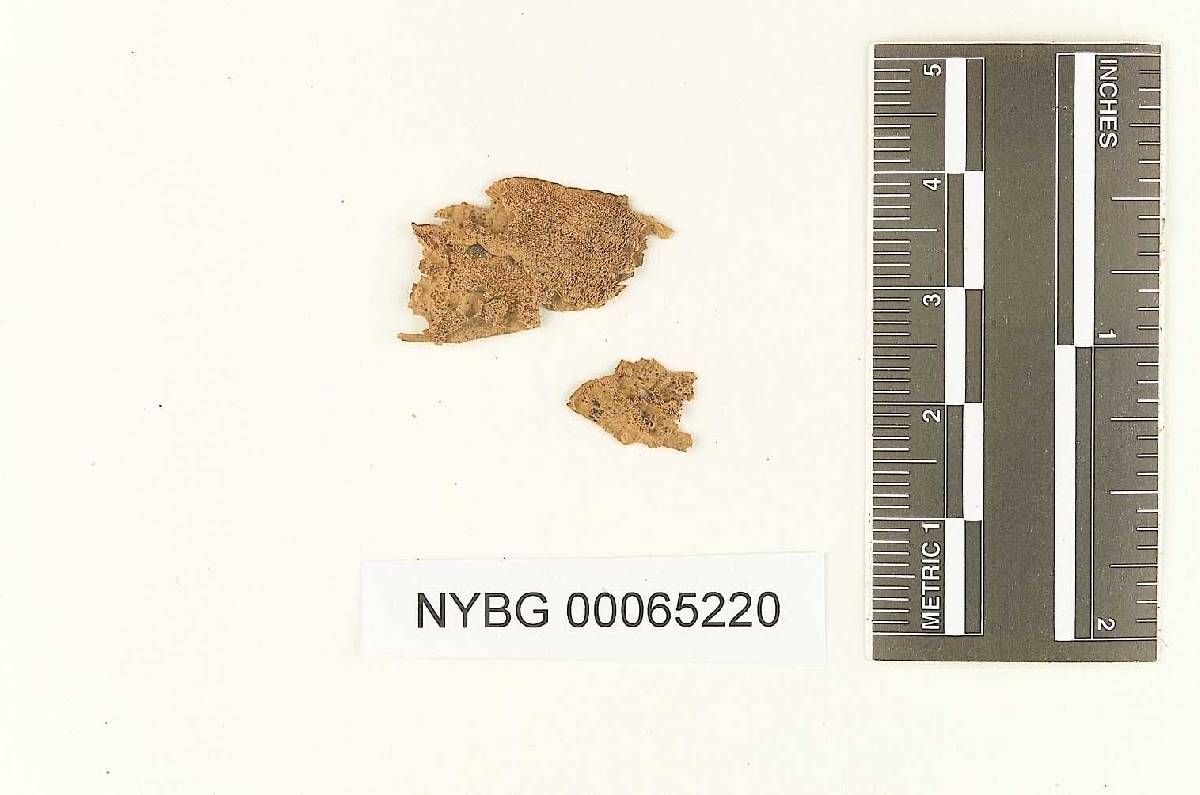 Boletus pavonius image
