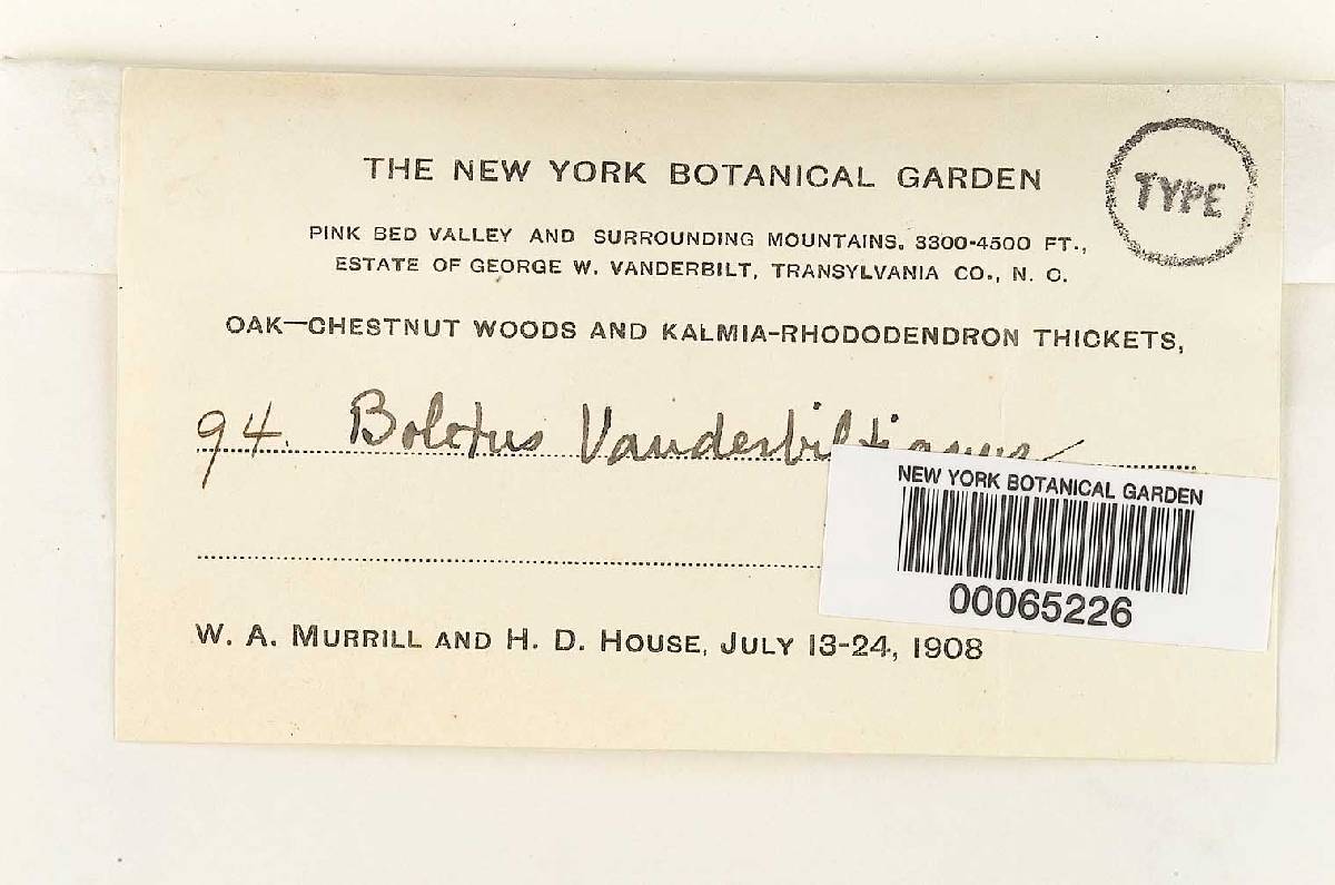 Boletus vanderbiltianus image