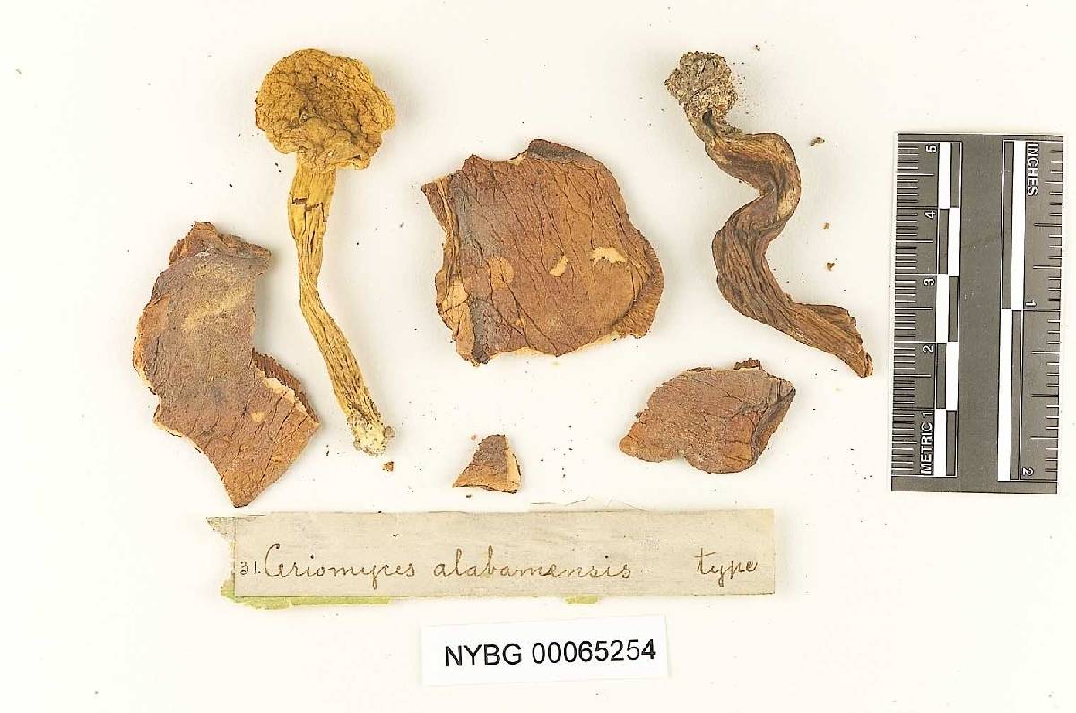 Ceriomyces alabamensis image
