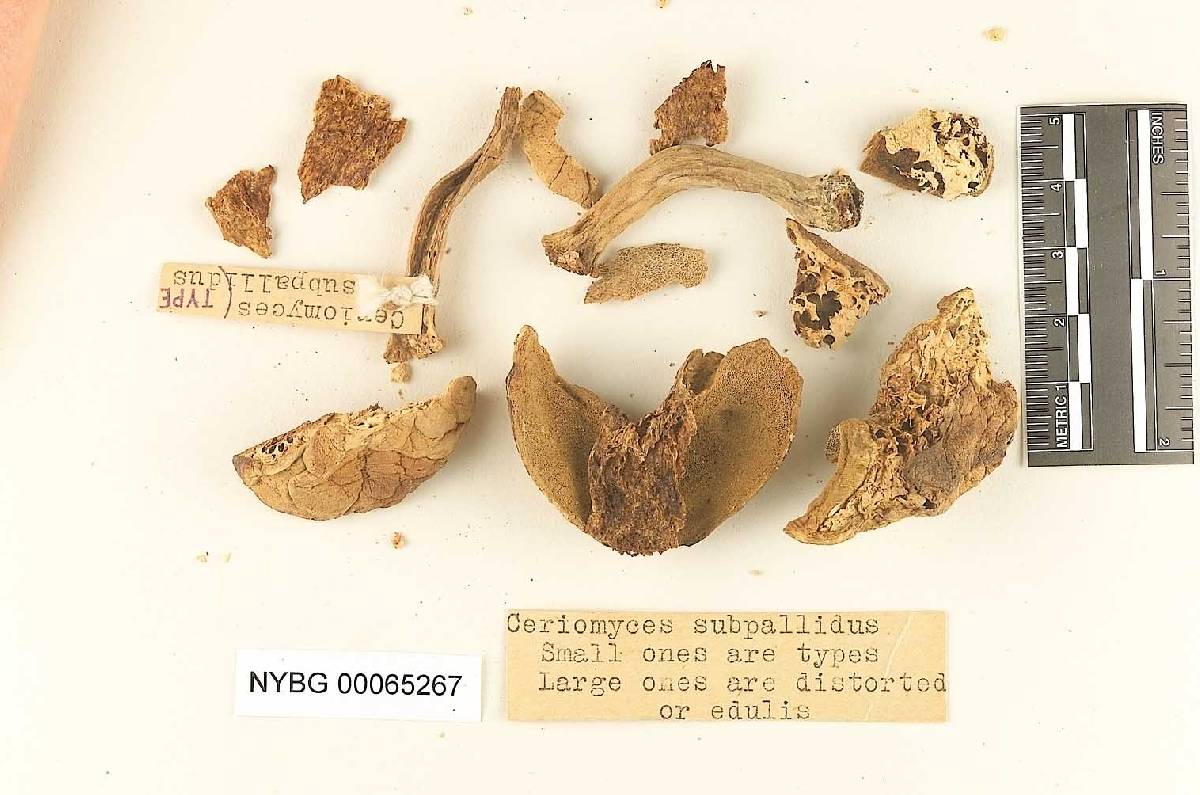 Ceriomyces subpallidus image