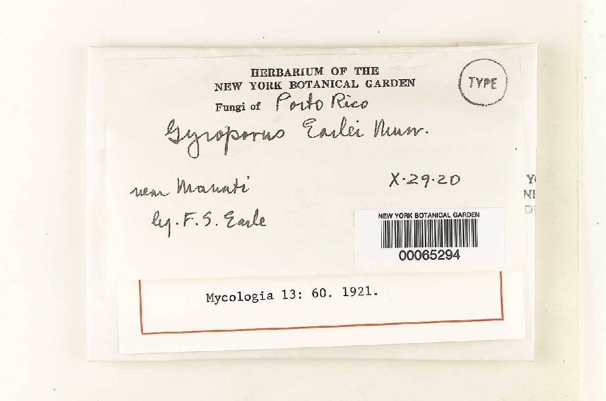 Gyroporus earlei image
