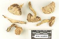 Leccinum californicum image