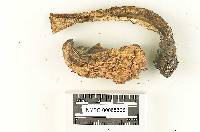 Leccinum constans image