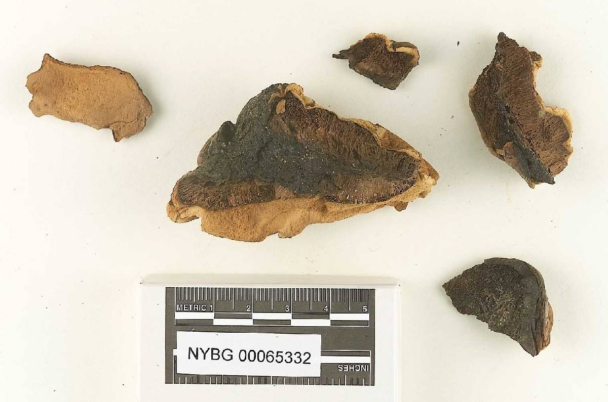 Boletus scabripes image