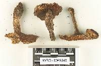 Suillus kaibabensis image