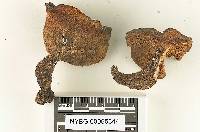 Suillus monticola image