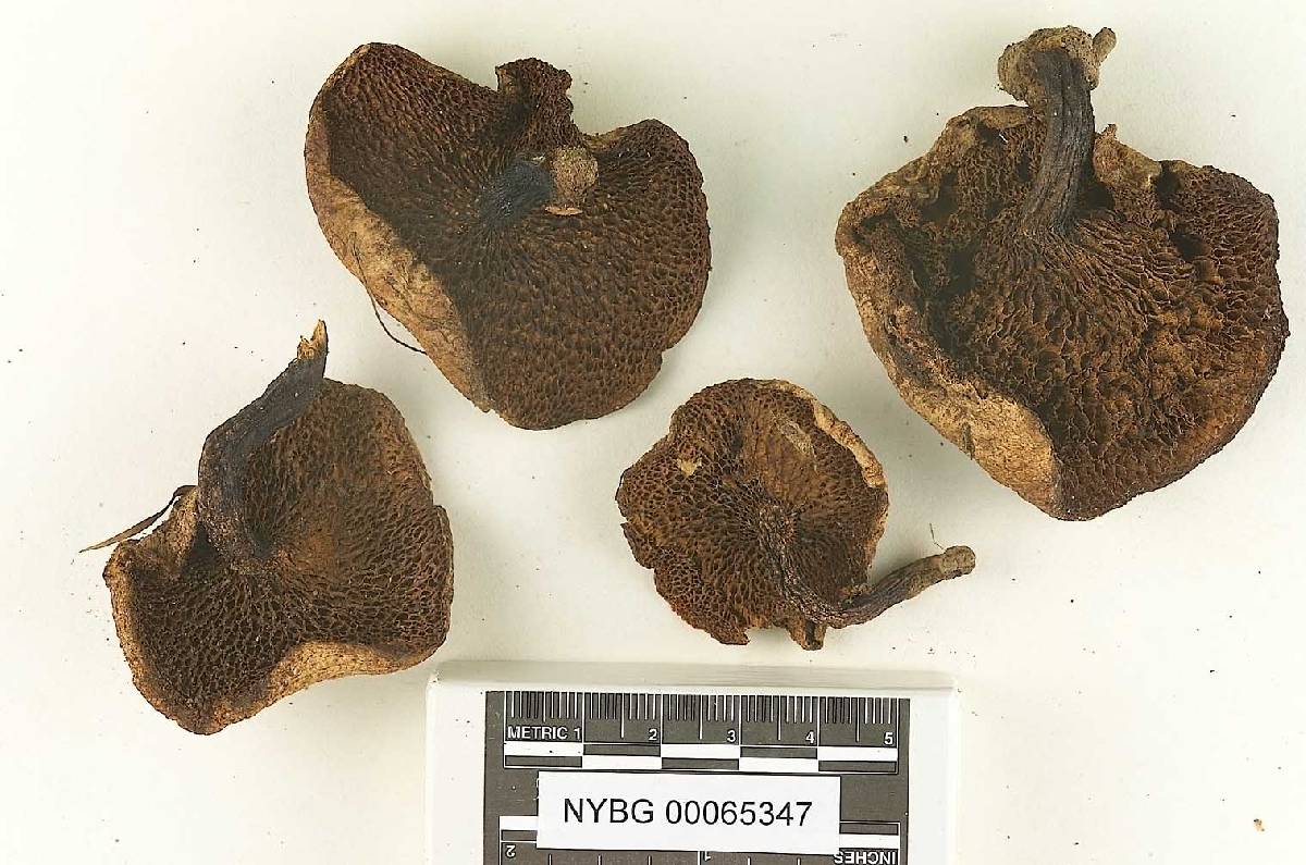 Suillus riparius image