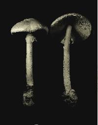 Amanita virosa image