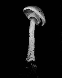 Amanita virosa image