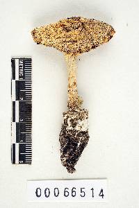 Amanita tenuifolia image