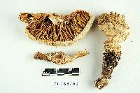 Amanita magniverrucata image