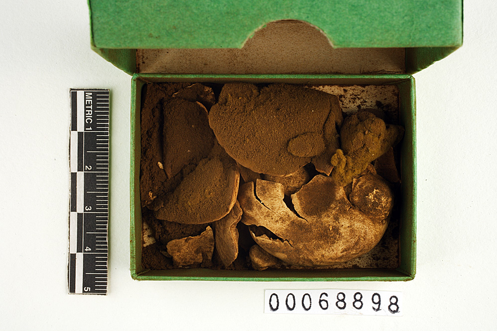 Gastropila hesperia image