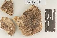 Lycoperdon missouriense image