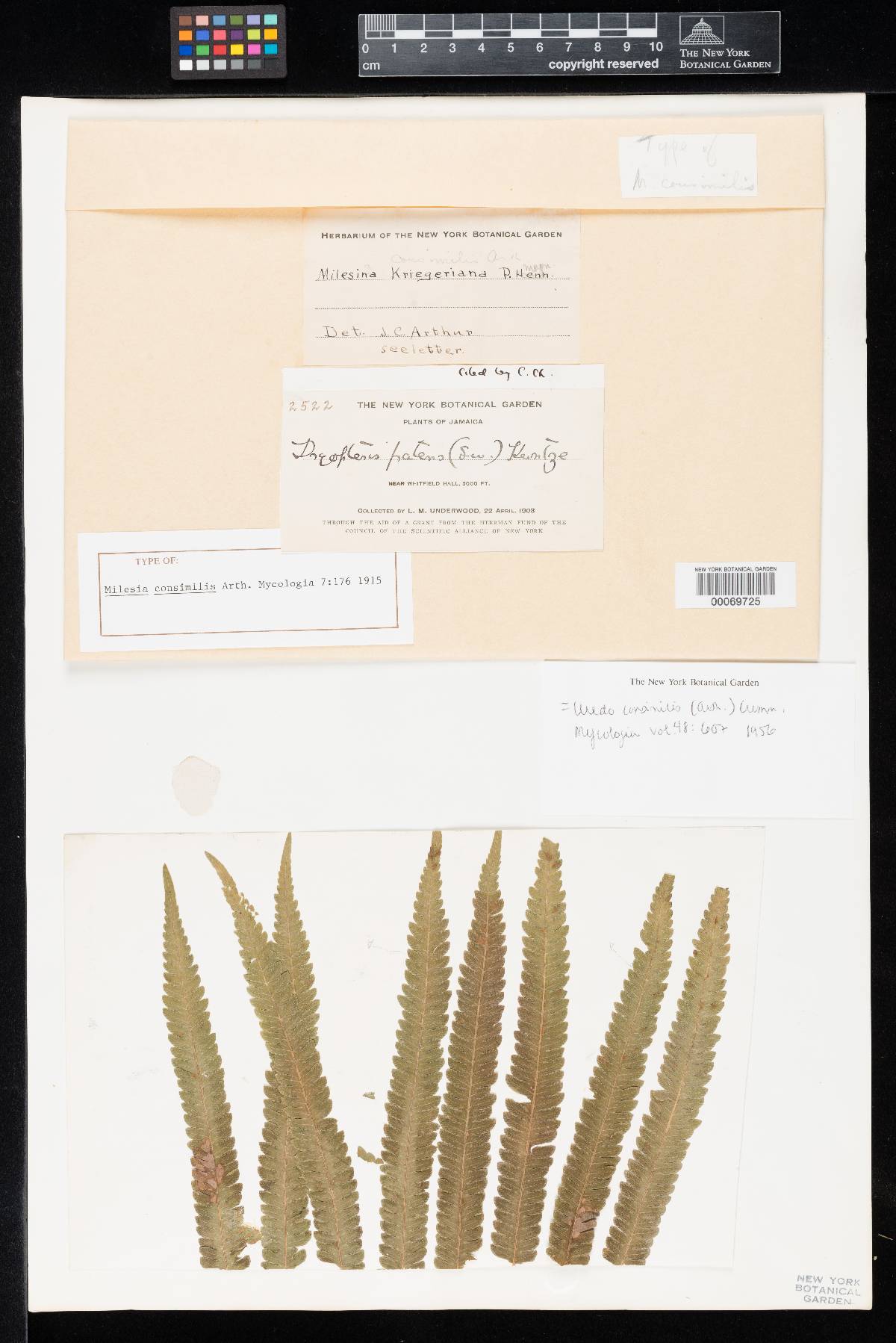 Milesia consimilis image