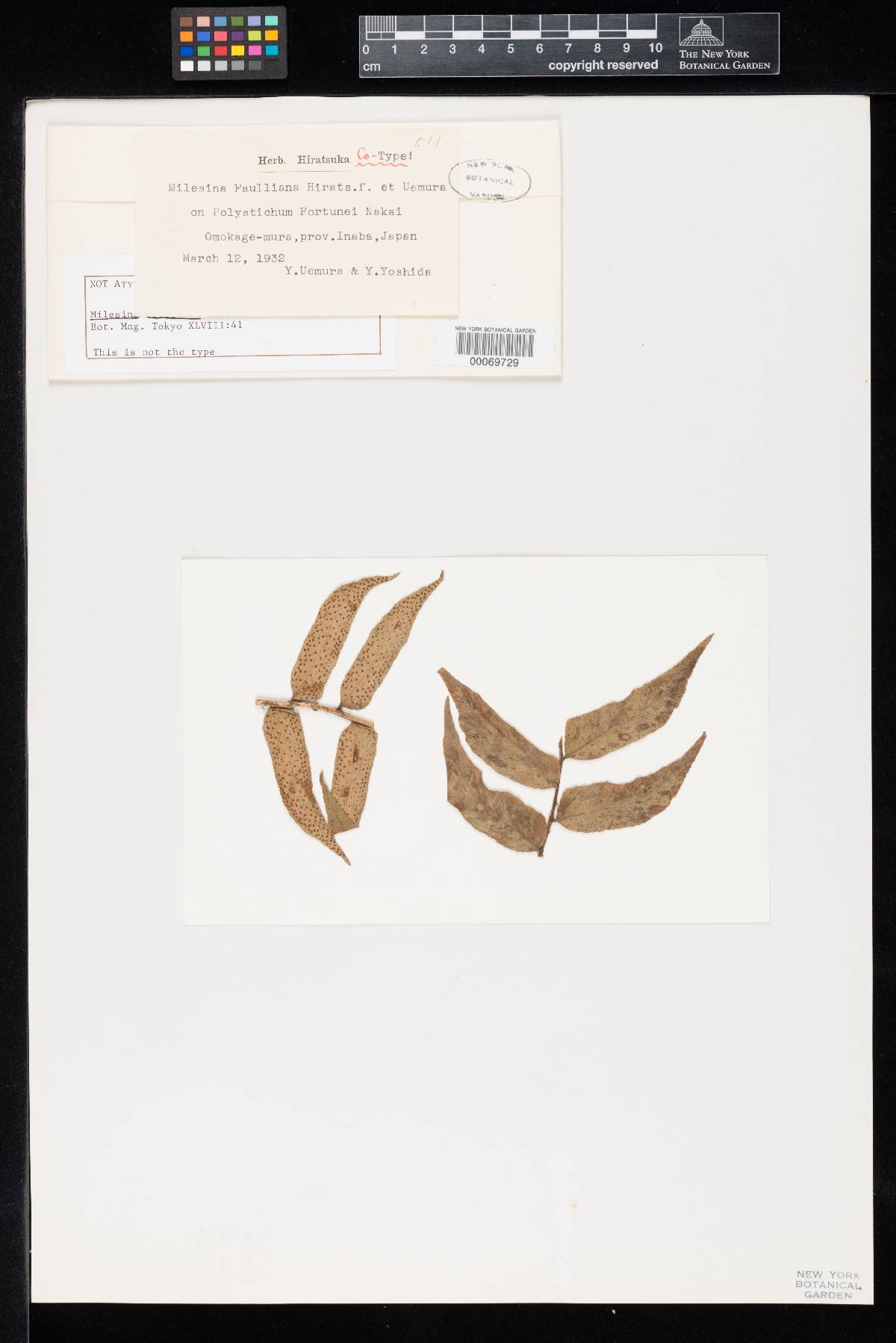 Milesina faulliana image
