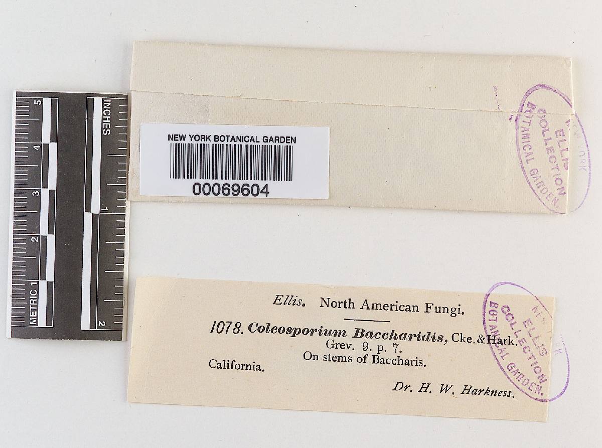 Coleosporium baccharidis image