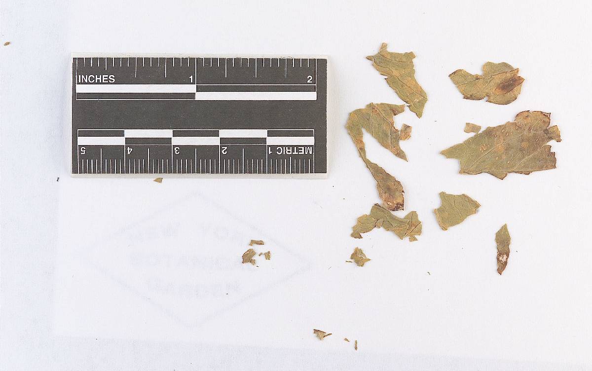 Coleosporium cimicifugatum image