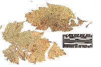 Coleosporium cimicifugatum image