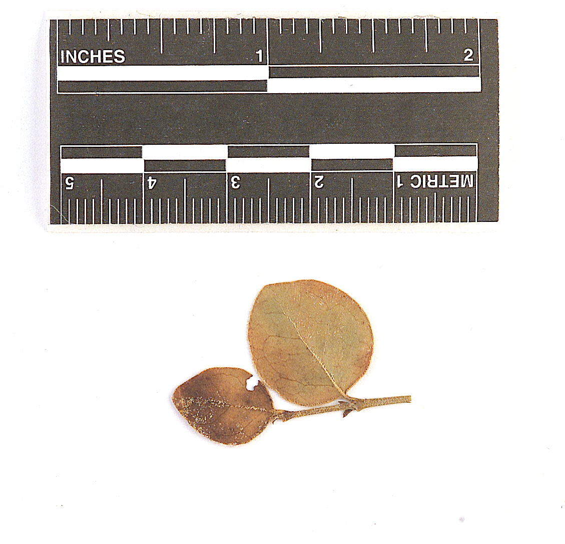 Coleosporium detergibile image
