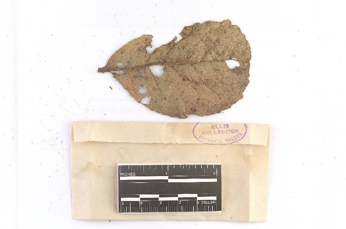 Coleosporium elephantopodis image