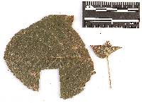 Coleosporium elephantopodis image