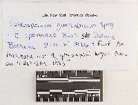 Coleosporium guaraniticum image